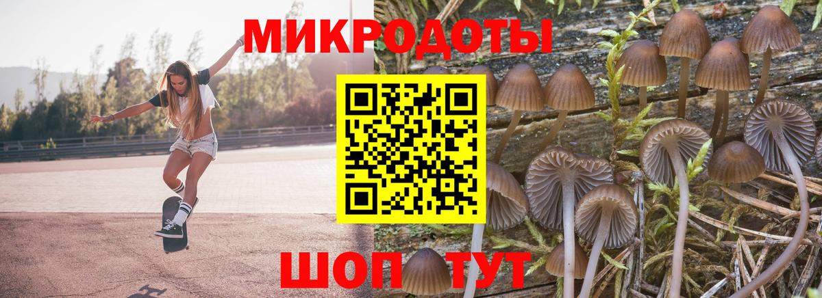 Галлюциногенные грибы Psilocybe Саранск